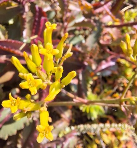 Kalanchoe sexangularis open flowers